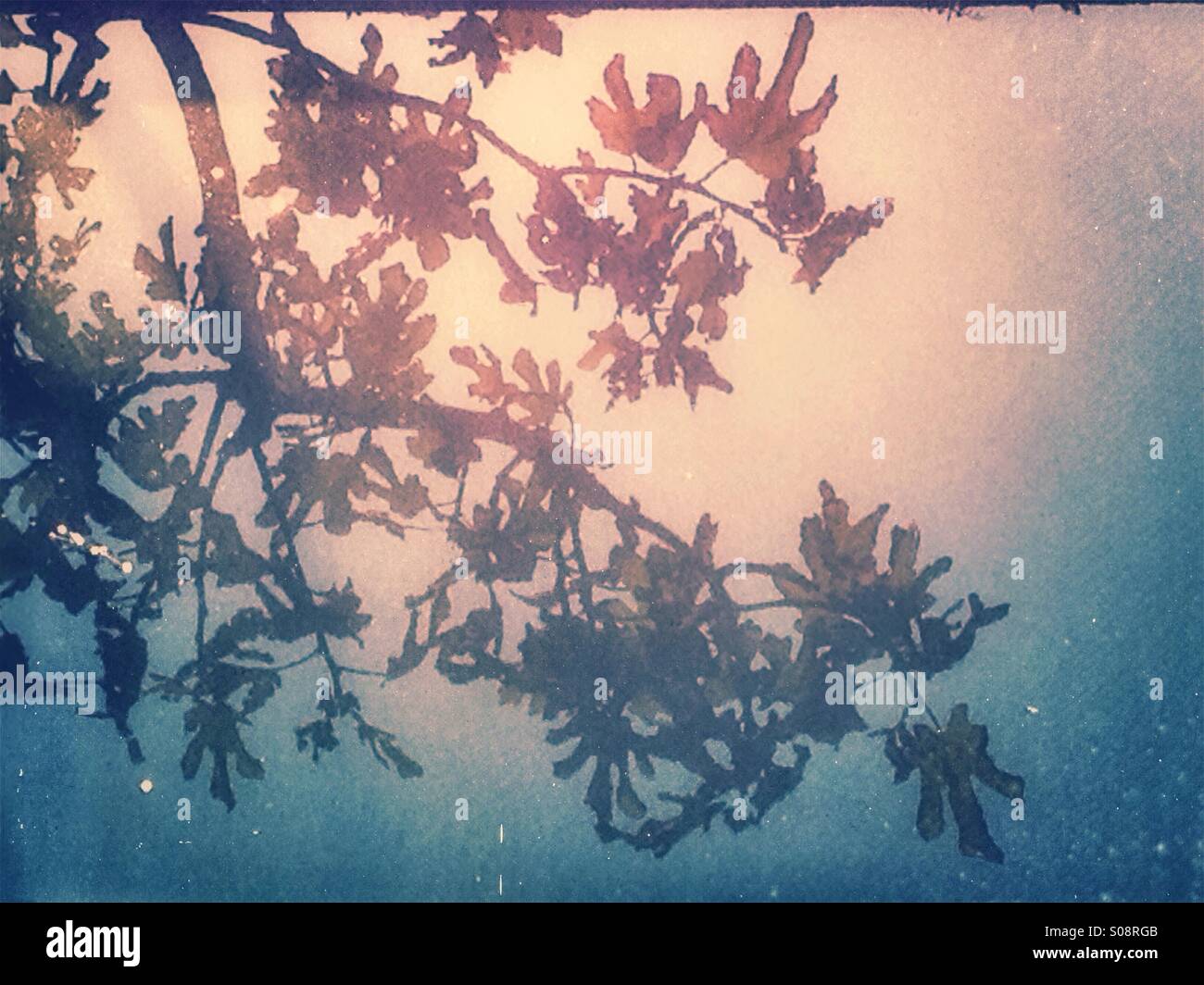 Branches reflected in water - Smartphone Captured Stock Image