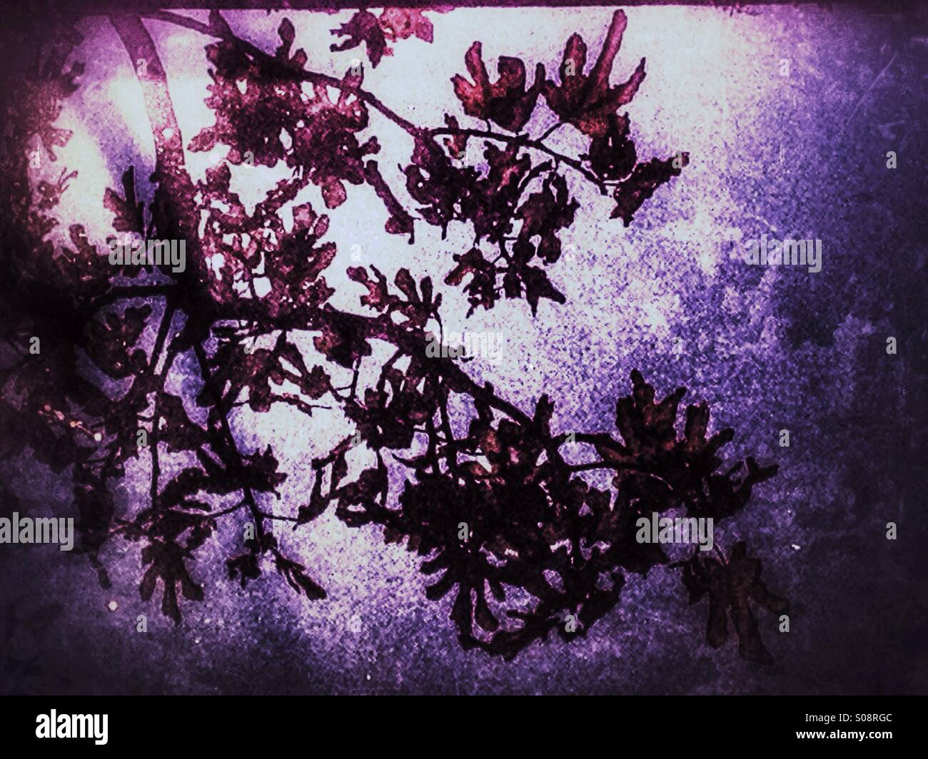 Branches reflected in water - Smartphone Captured Stock Image