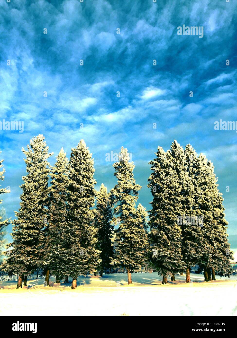 Winter evergreen trees against a blue sky Stock Photo