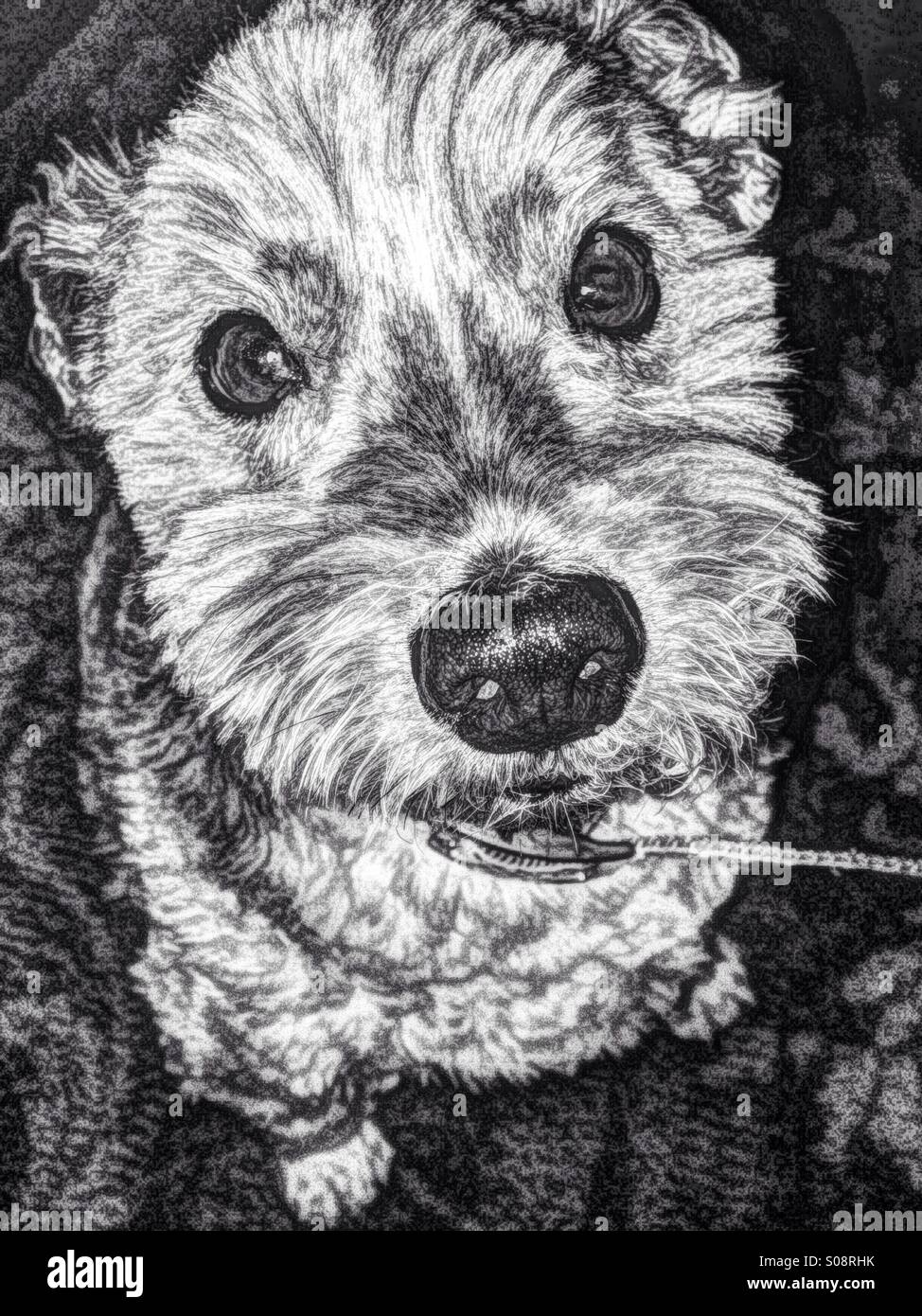 A dog looking up into the camera with ears pinned back in black and white sketching. - Smartphone Captured Stock Image