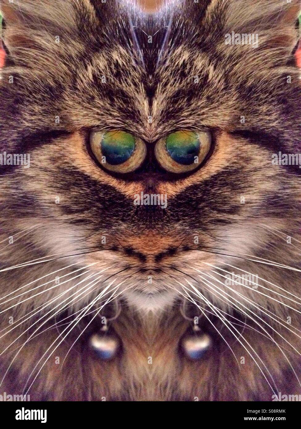 Symmetrical photo of a cat - Smartphone Captured Stock Image