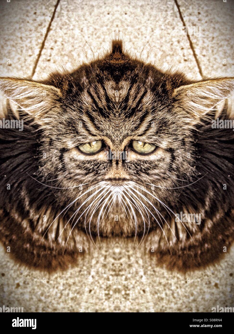Symmetrical photo of a cat - Smartphone Captured Stock Image