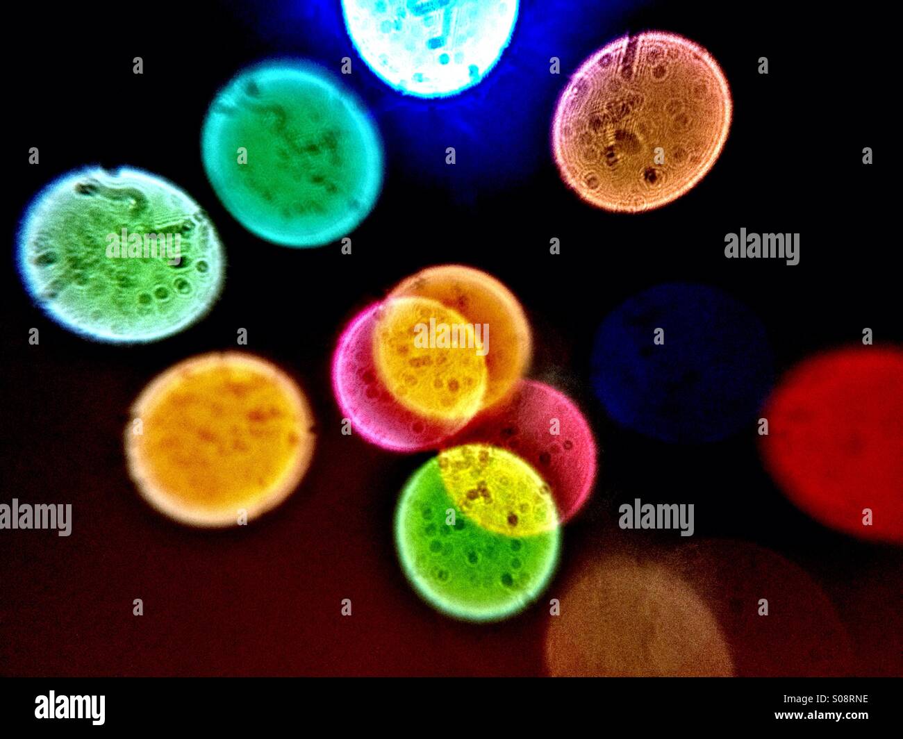 Bokeh effect on Christmas tree lights - Smartphone Captured Stock Image