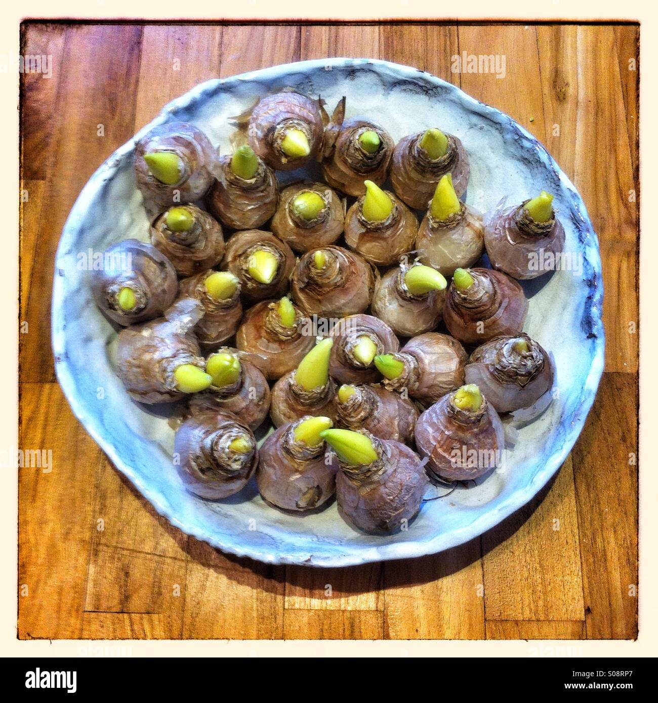 Hyacinth bulbs in a rustic ceramic bowl - Smartphone Captured Stock Image