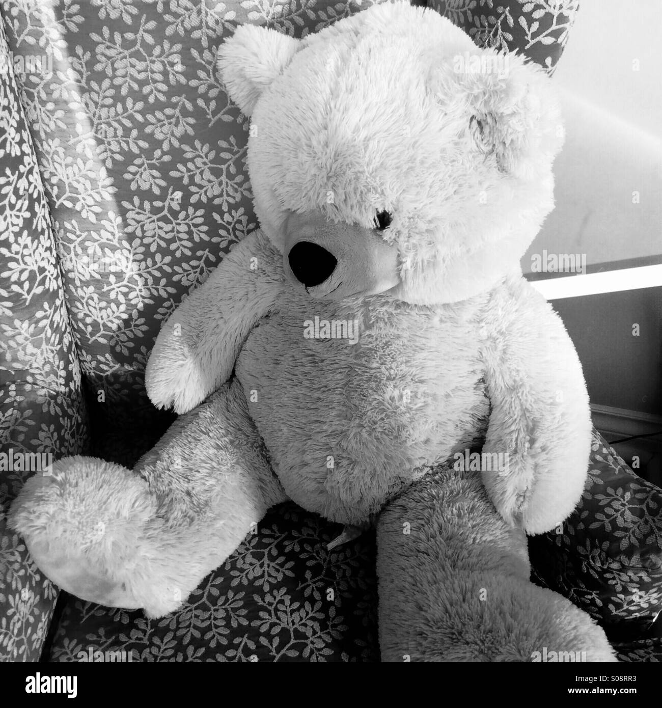 Teddy - Smartphone Captured Stock Image