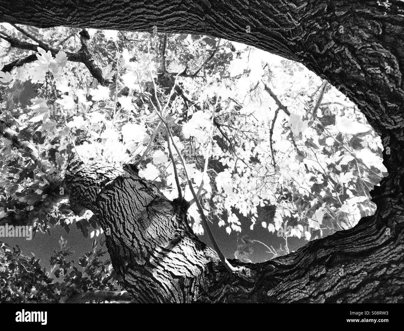 B&W giant tree trunk and branches with leaves in autumn in black and white Stock Photo