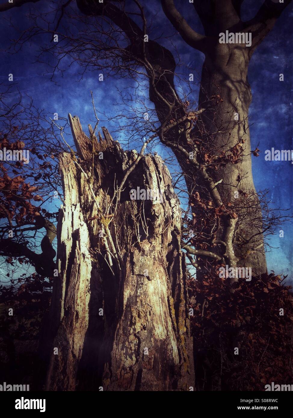 Rotting tree stump. Sudbrook, Lincolnshire, England. - Smartphone Captured Stock Image