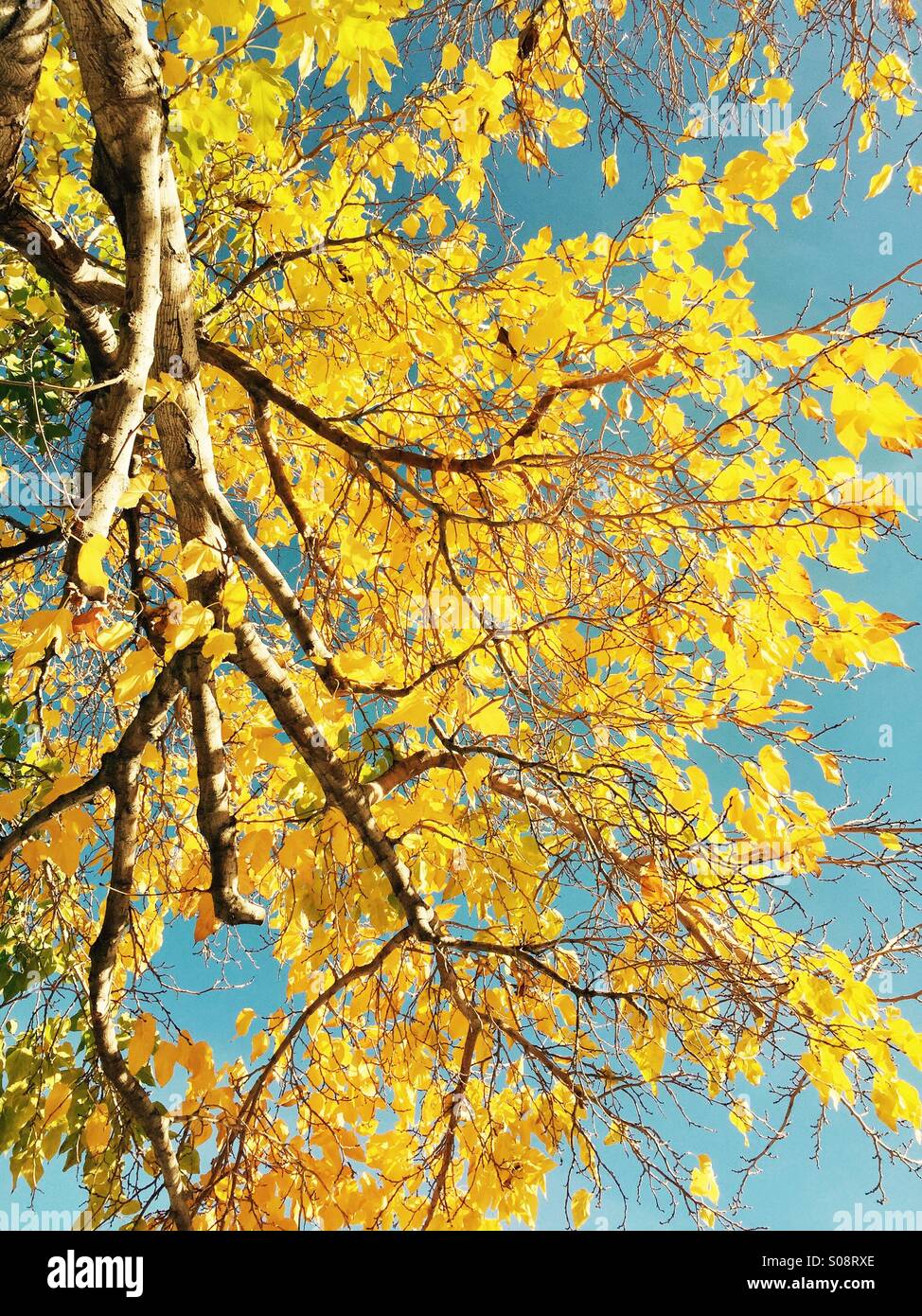 Tree branches branch leaves hi-res stock photography and images - Alamy