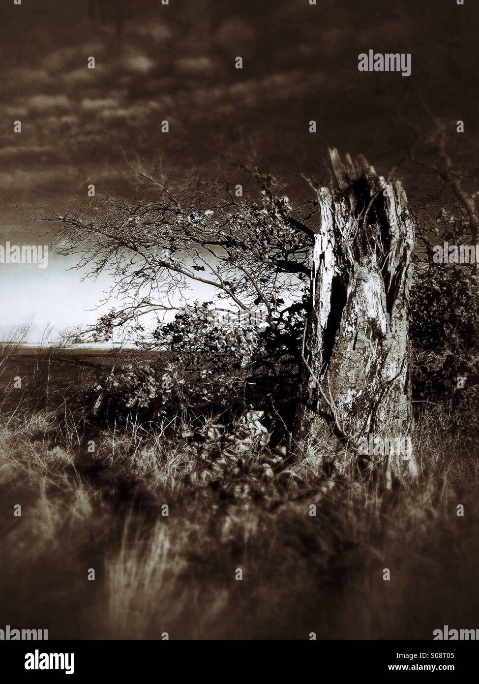 Rotting tree stump. Sudbrook, Lincolnshire, England. - Smartphone Captured Stock Image