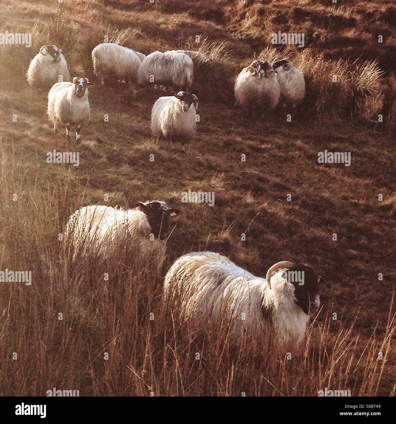 Sheep on a hillside Stock Photo