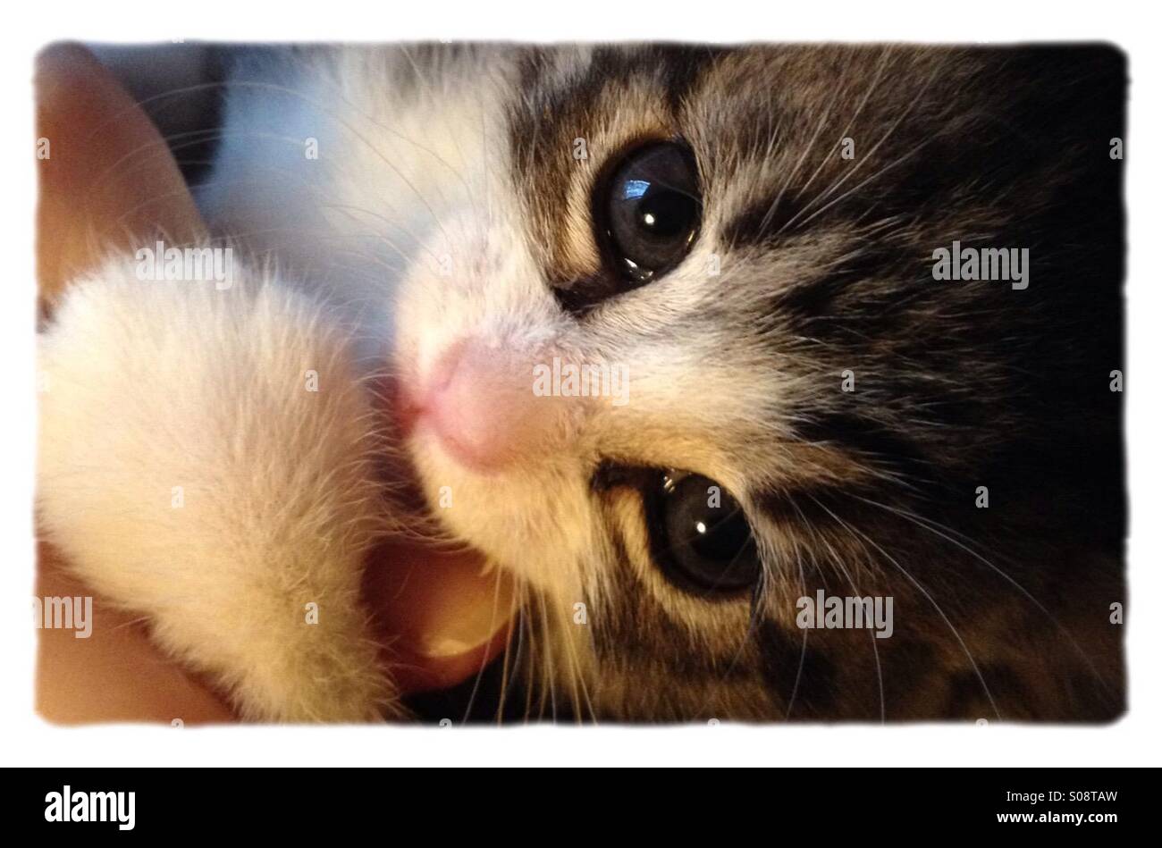 Big kitten eyes - Smartphone Captured Stock Image