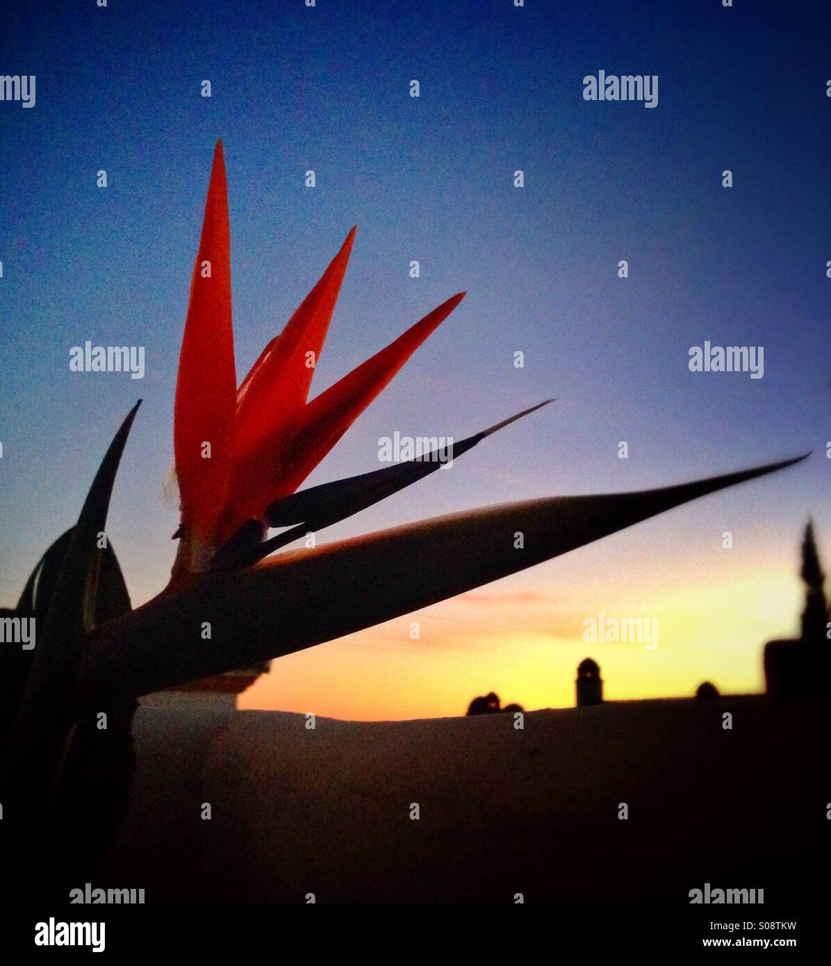 Bird of Paradise flower - Smartphone Captured Stock Image