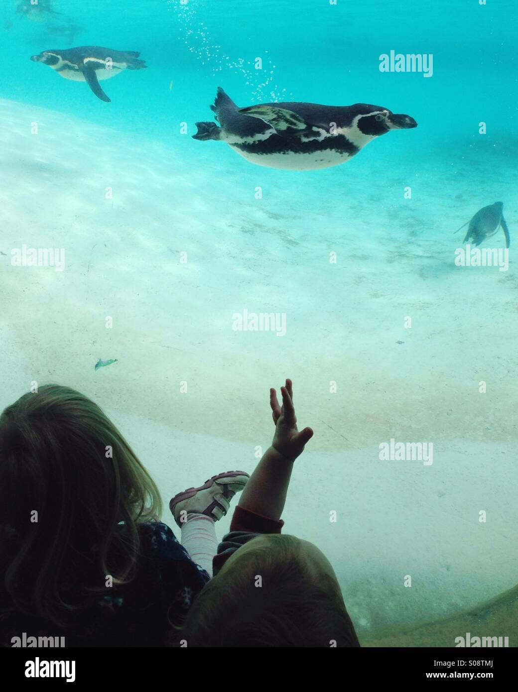 Loving the Penguins at London Zoo Stock Photo - Alamy