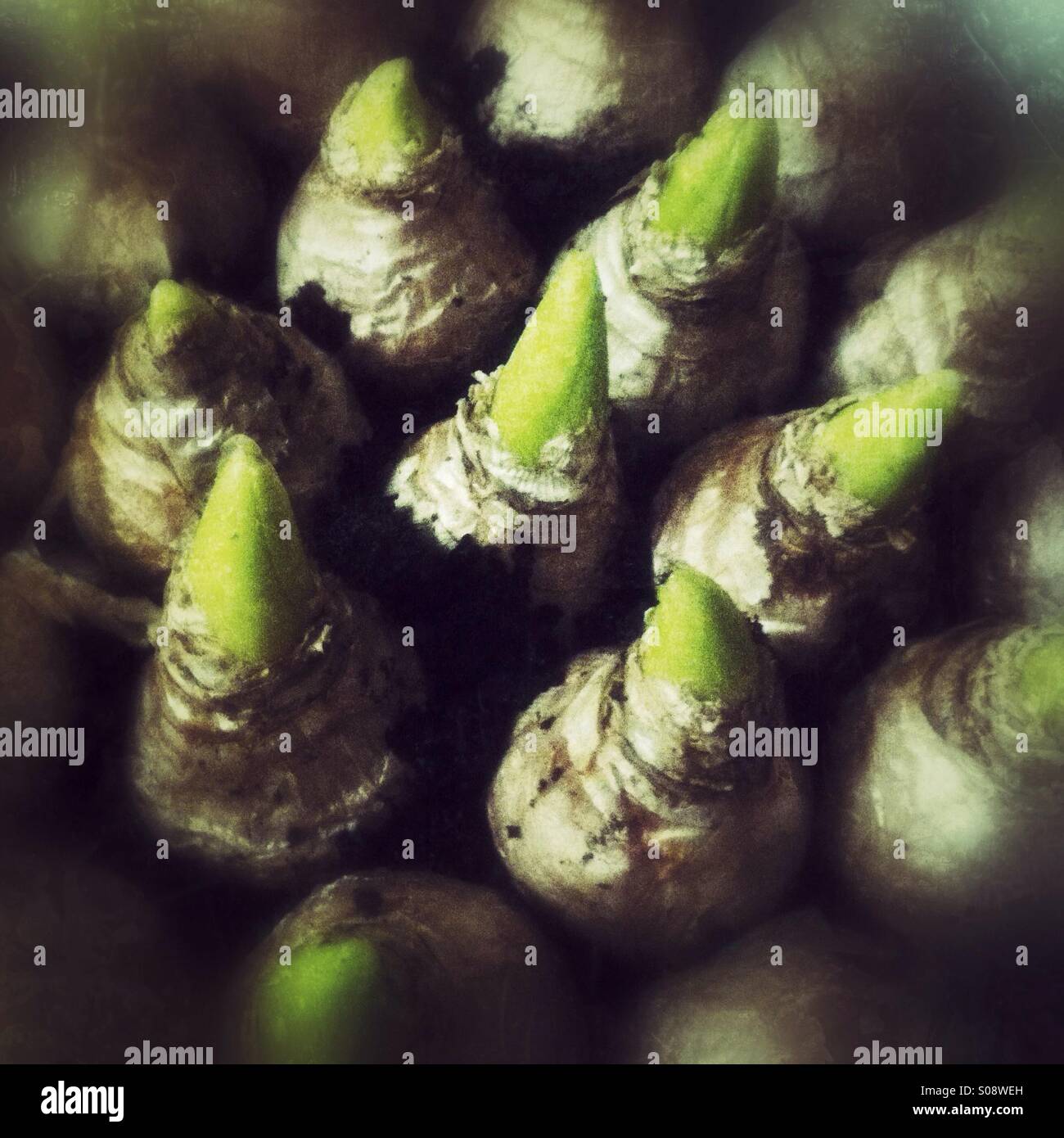 Planted hyacinth bulbs - Smartphone Captured Stock Image