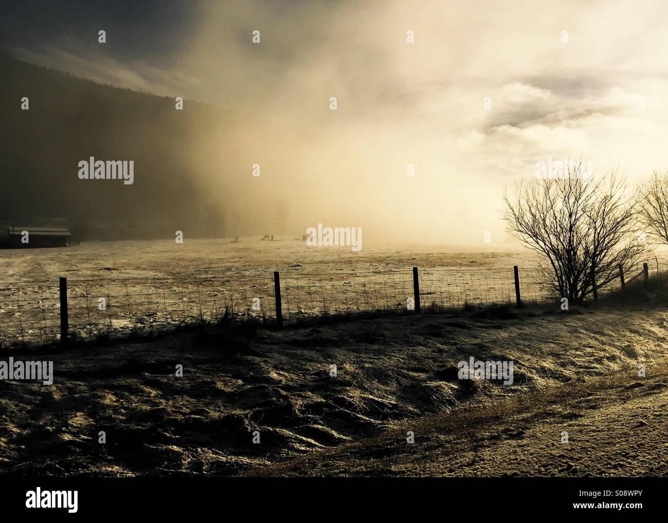 The fog has rolled in, onto the ranch. The sun is trying to shine through, highlighting the snow on the ground. In the background horses graze. - Smartphone Captured Stock Image The fog has rolled in, onto the ranch. The sun is trying to shine through, highlighting the snow on the ground. In the background horses graze. - Smartphone Captured Stock Image