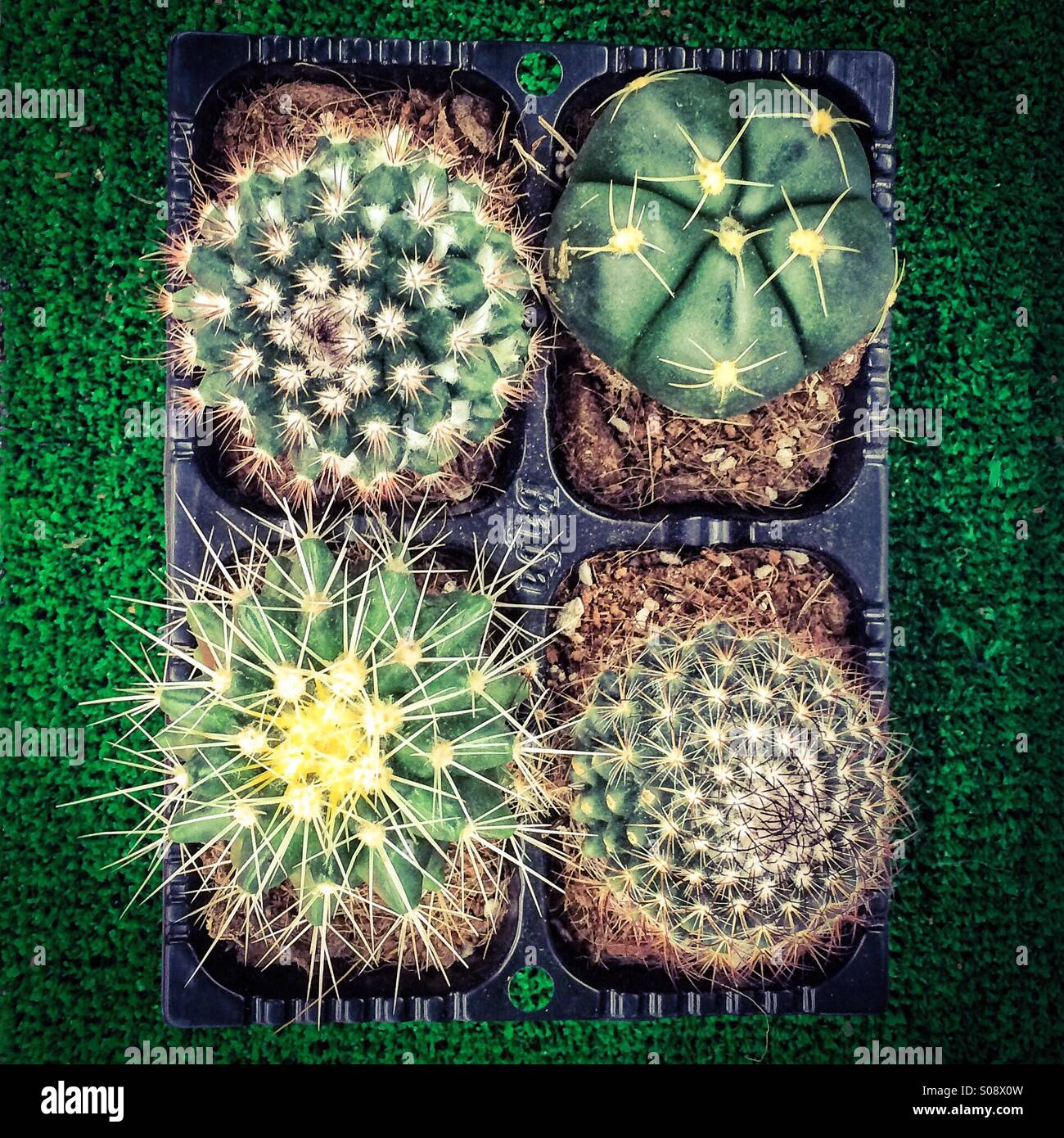 Cacti in pots - Smartphone Captured Stock Image