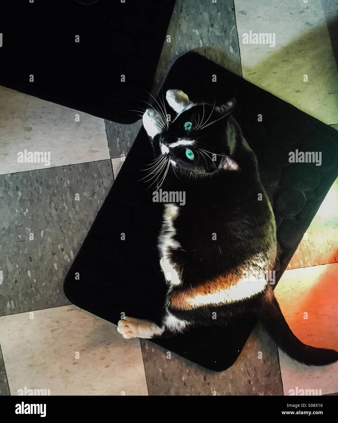 Cat on bath mat - Smartphone Captured Stock Image