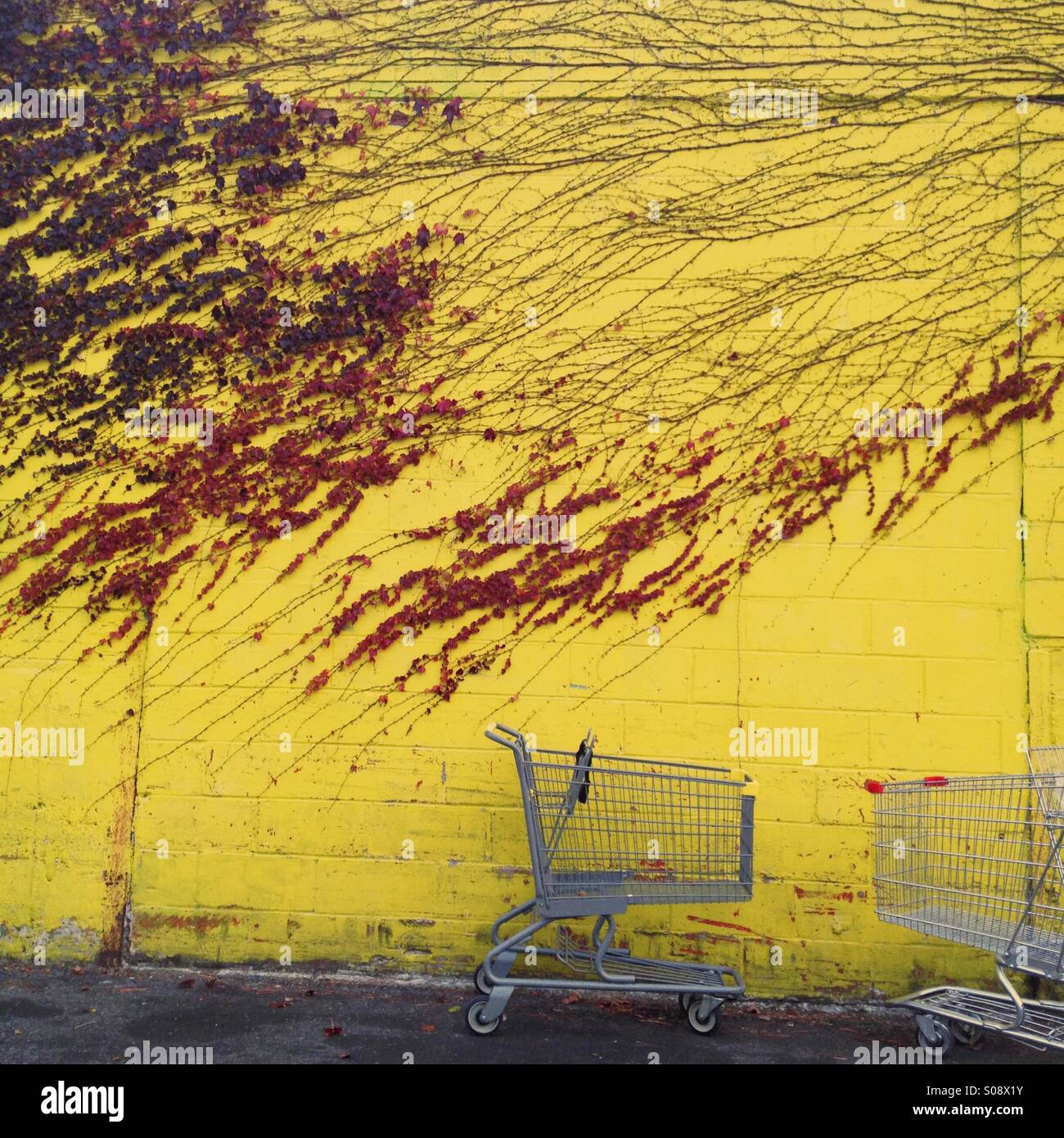Two shopping carts sit against a yellow wall with red vines growing on