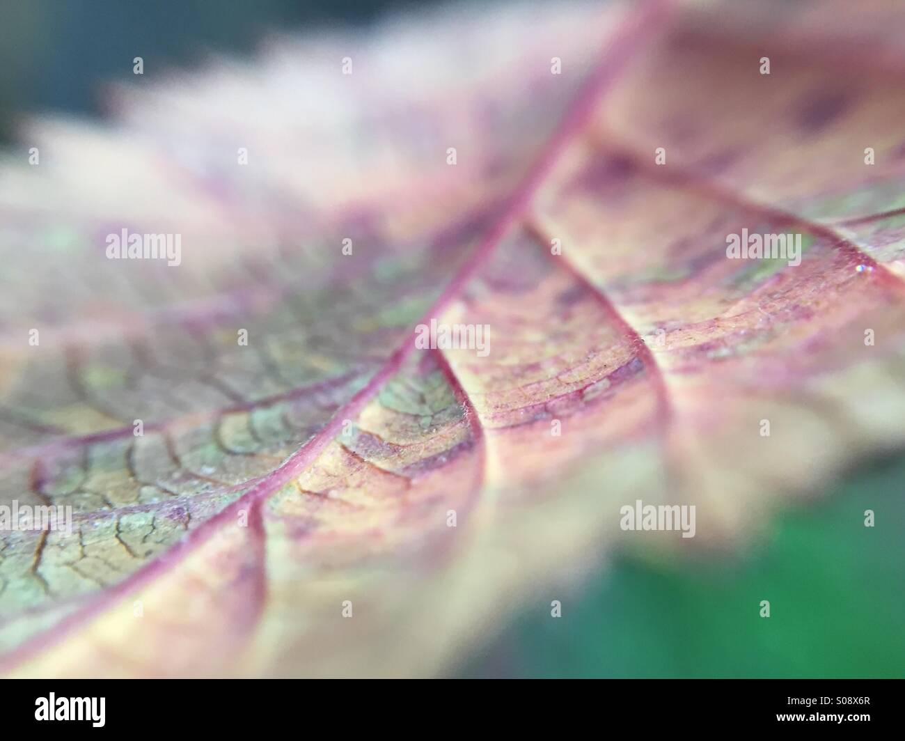 Multicolored leaf - Smartphone Captured Stock Image