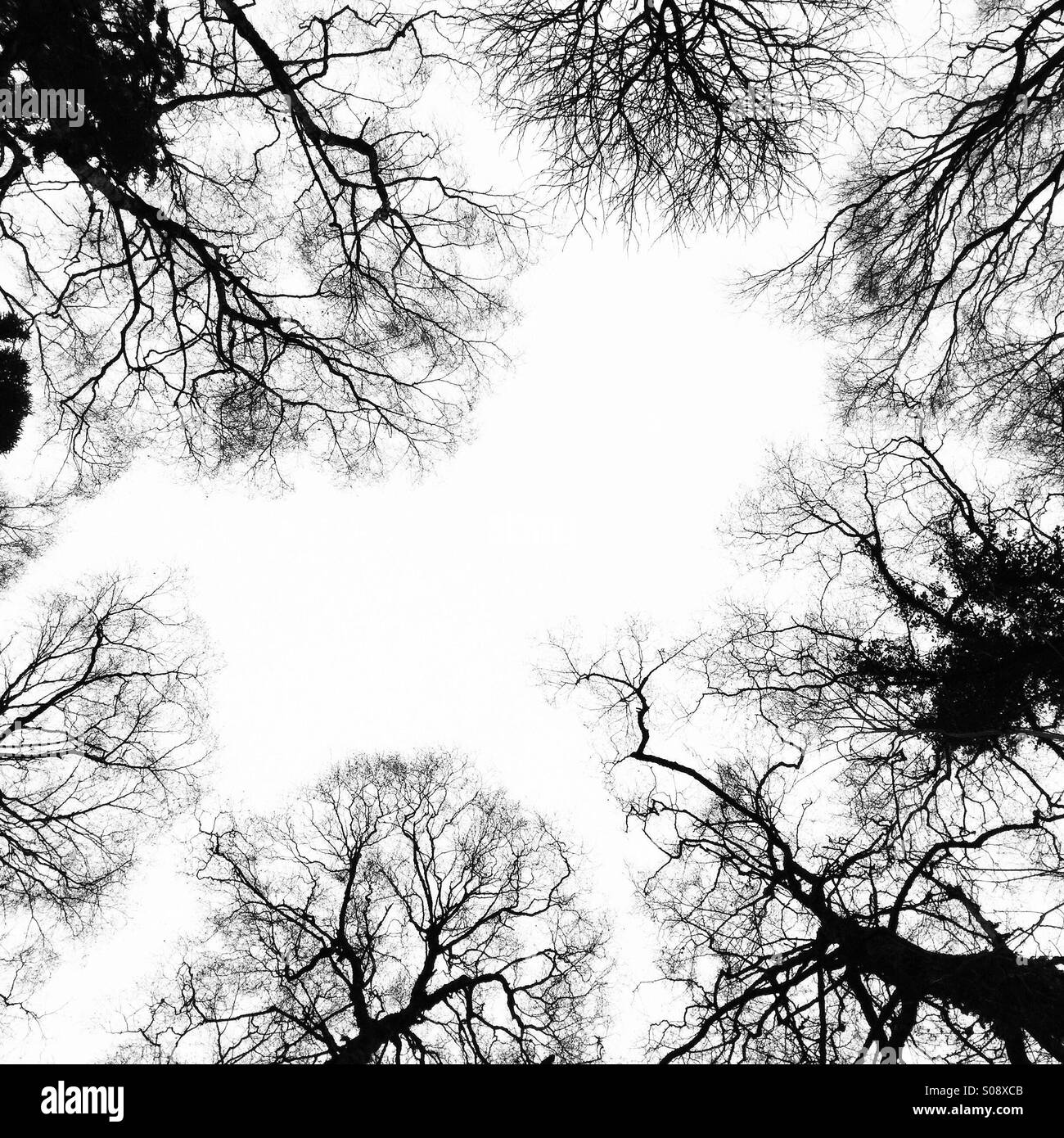 Winter tree canopy silhouette, Wales - Smartphone Captured Stock Image