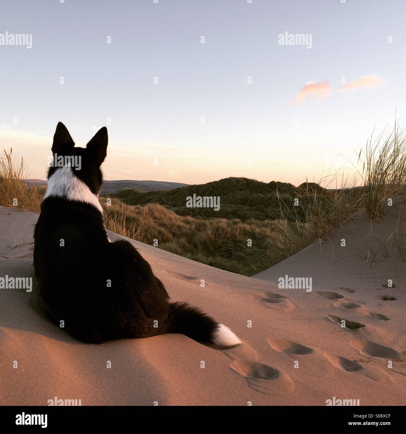 Border collie on sand dunes, looking away from camera, evening in Wales - Smartphone Captured Stock Image