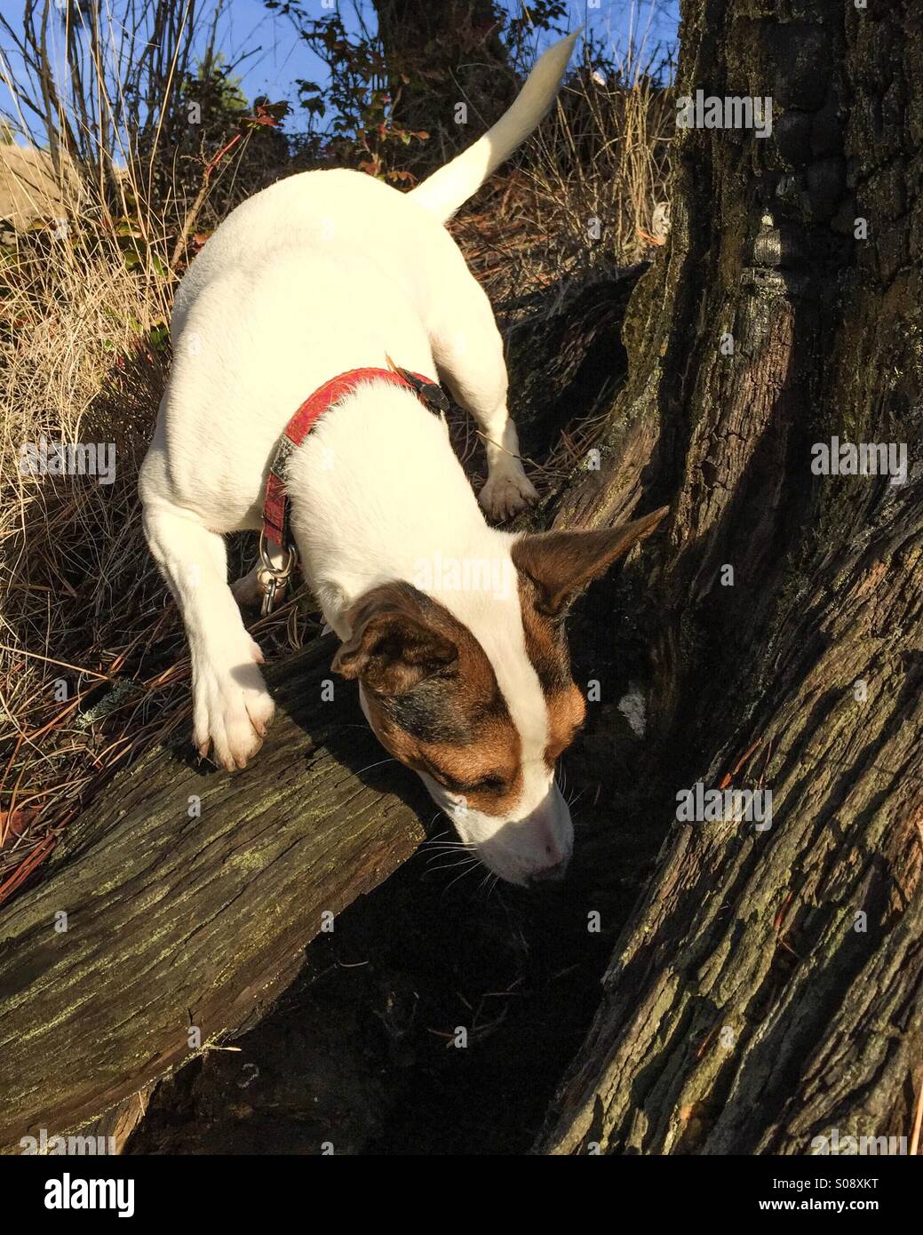 Dog looking and sniffing under large tree, basked in the late afternoon