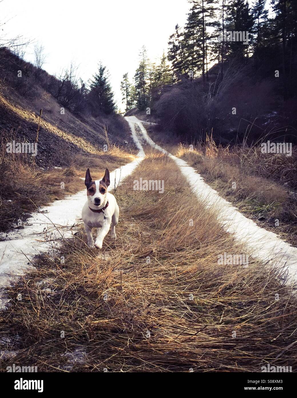 Small dog running on partially snow covered path towards camera. - Smartphone Captured Stock Image