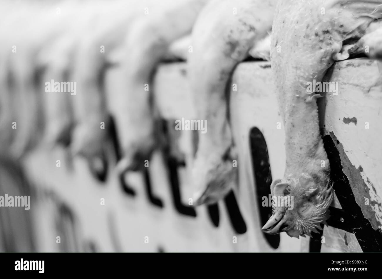 Dead chicken hires stock photography and images Alamy
