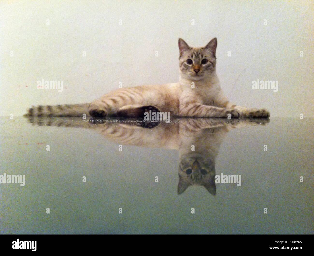 Reflection of Lupita, lounging kitty cat in Colonia Condesa, Mexico City, Mexico Stock Photo