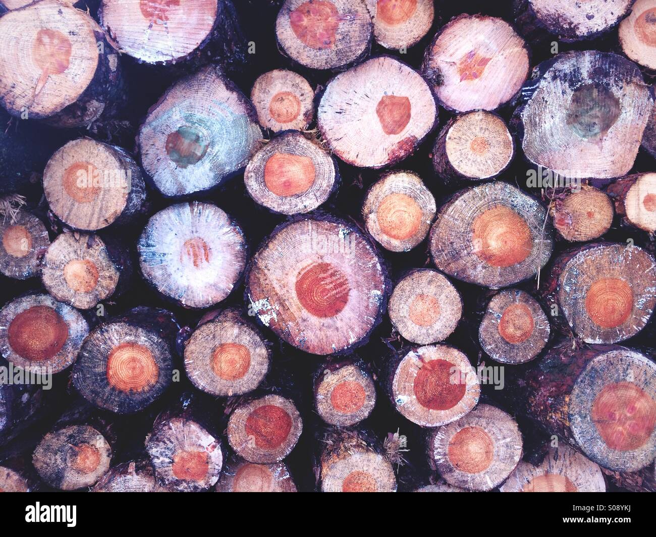 A stack of logs, chopped pine trees on Forestry Commission land in Northumberland, UK. - Smartphone Captured Stock Image