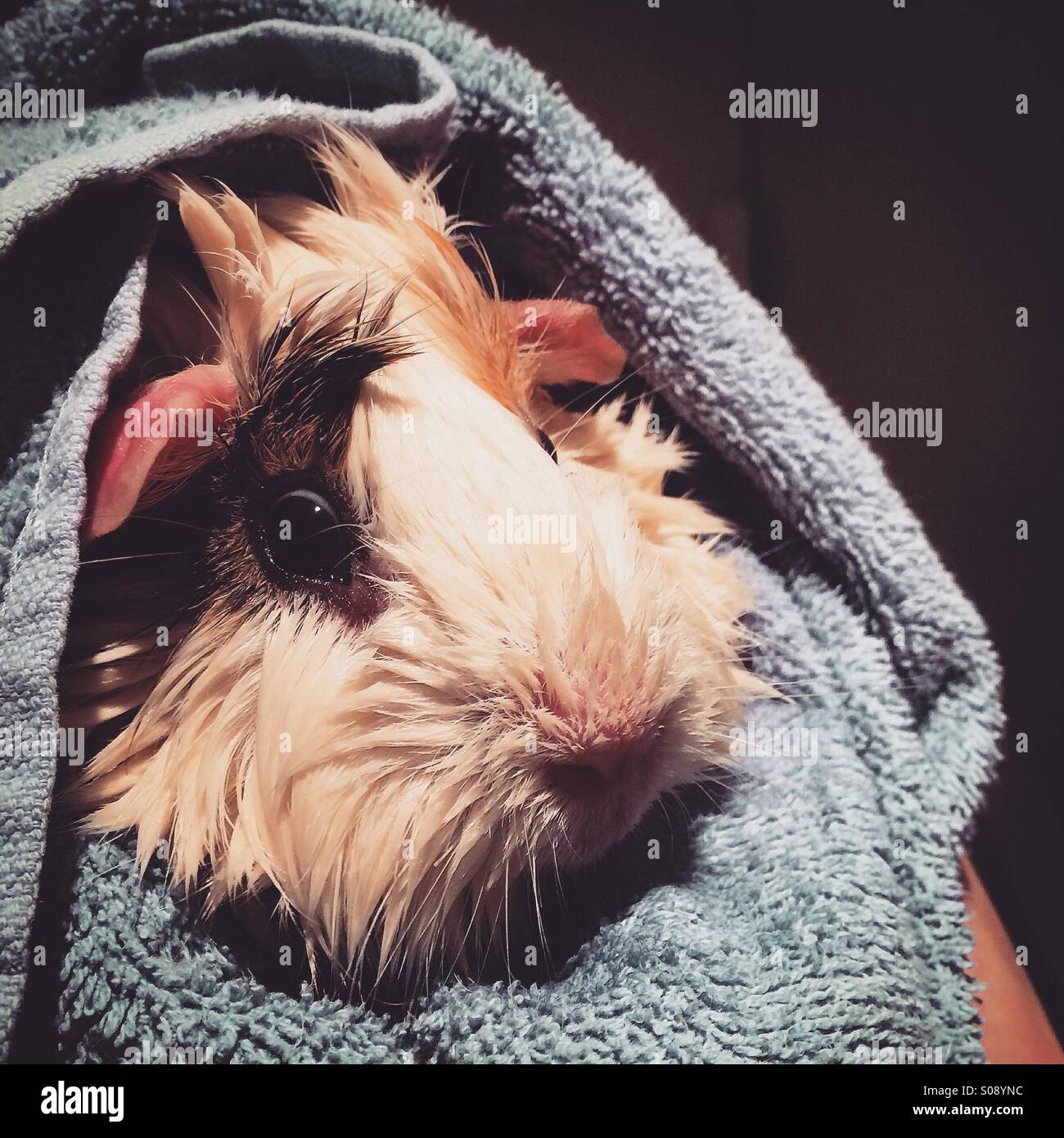 A wet guinea pig after a bath wrapped in a towel Stock Photo Alamy