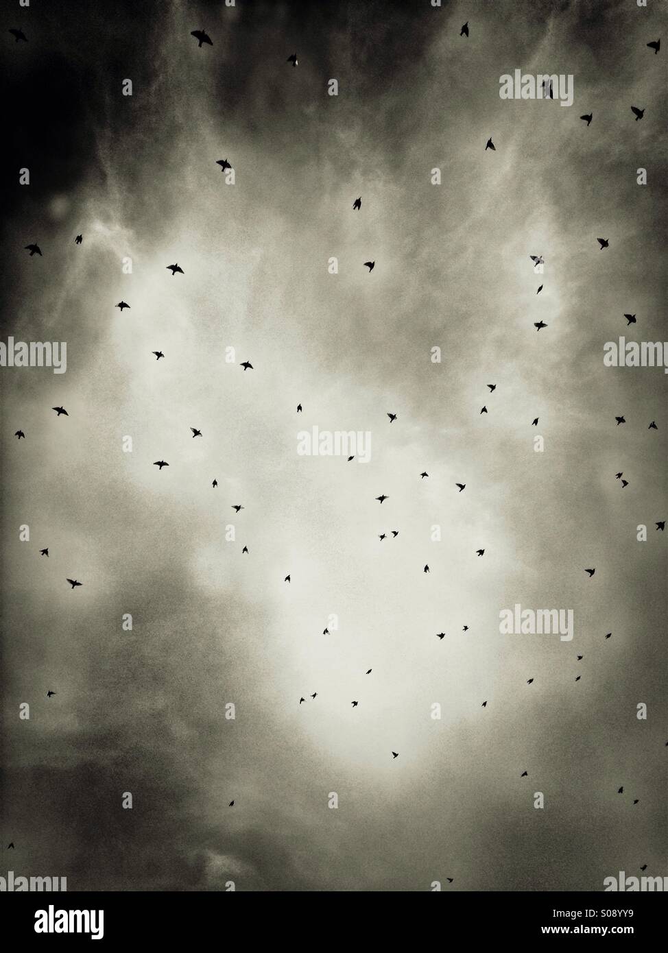 Birds flying (b/w). - Smartphone Captured Stock Image
