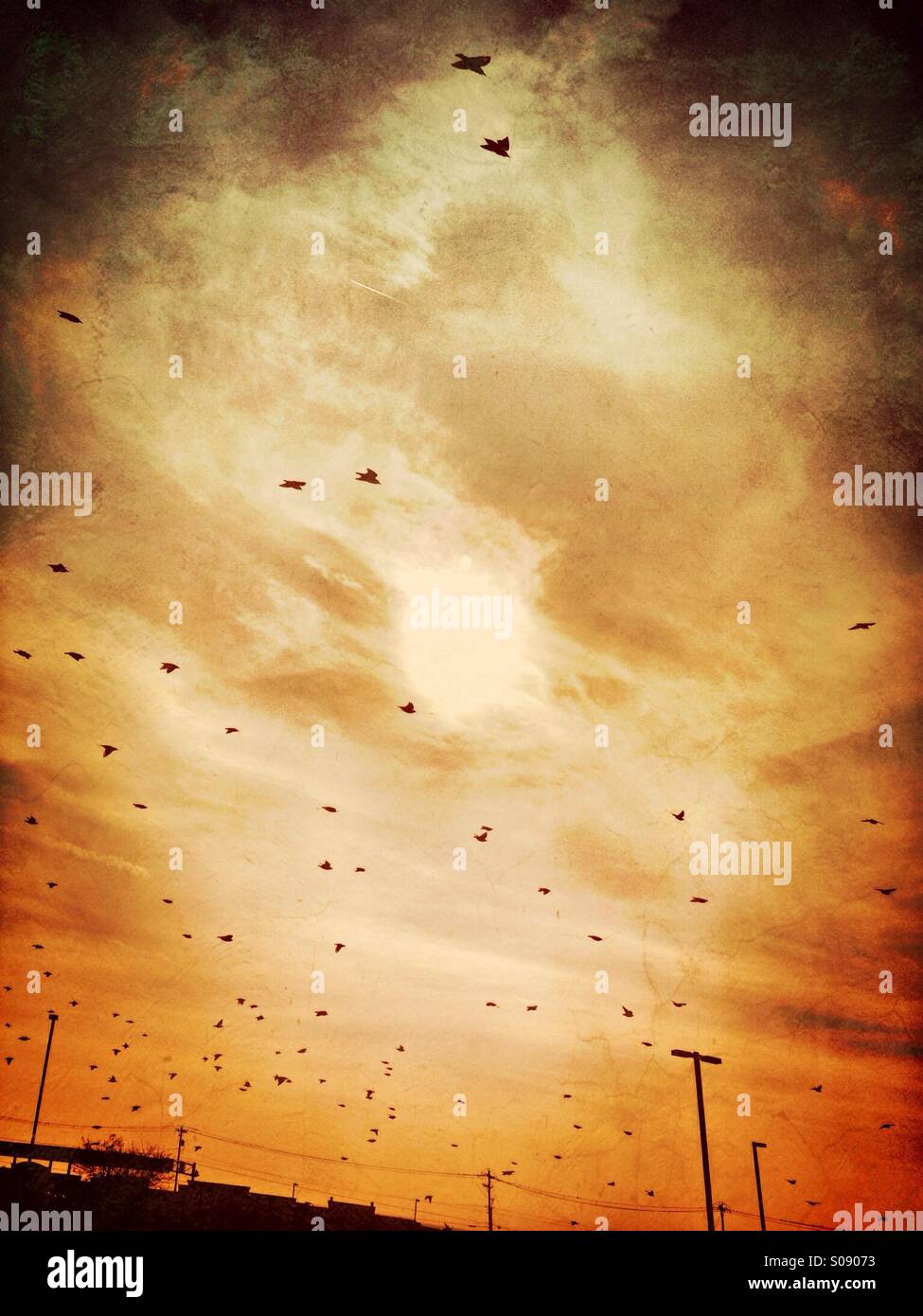 Birds flying near sun (orange). - Smartphone Captured Stock Image