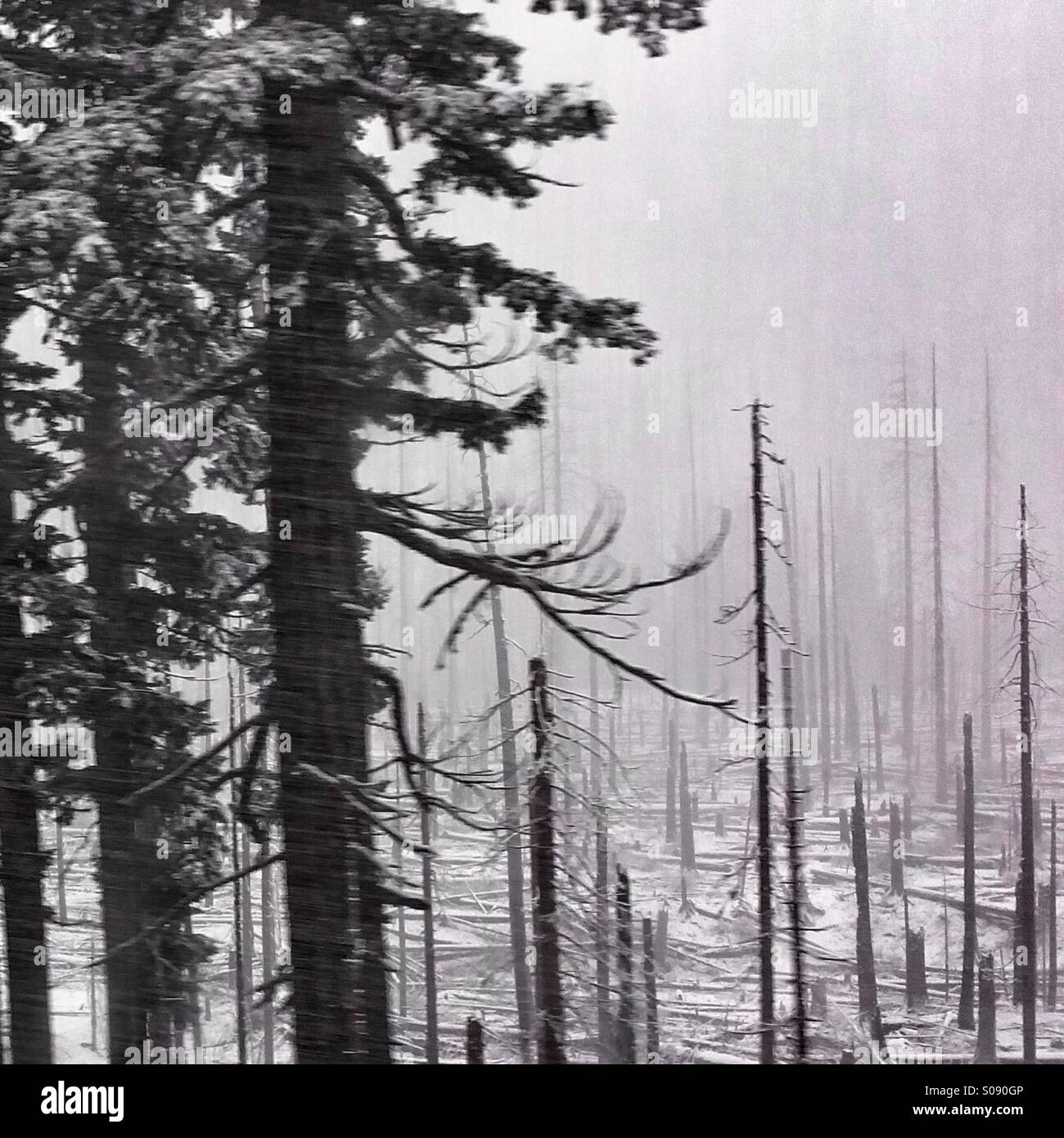 Forest fire's aftermath blanketed by falling snow. - Smartphone Captured Stock Image