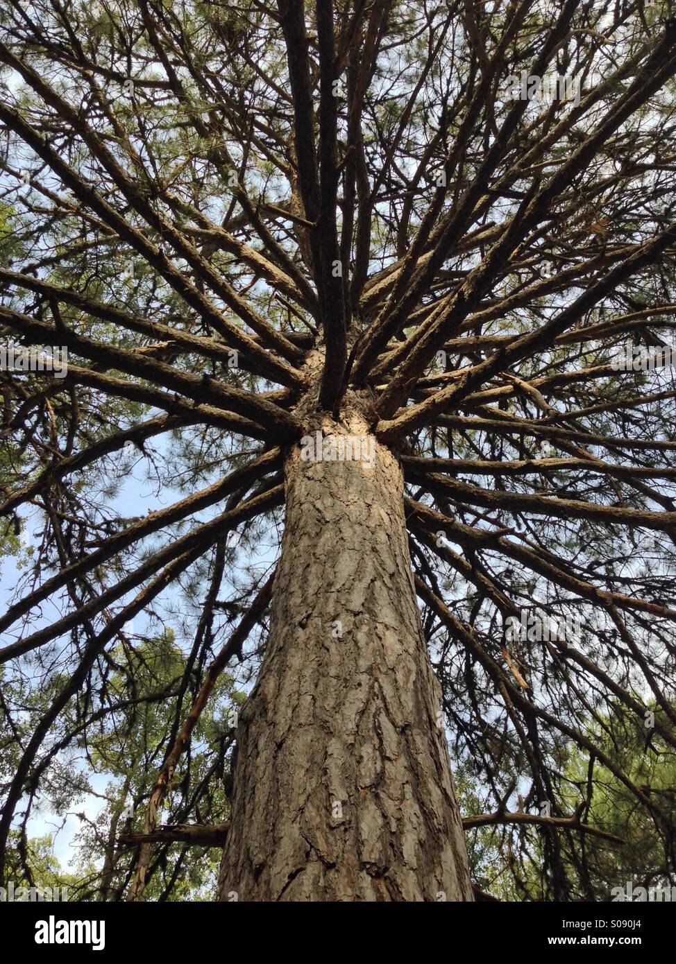 Spanish pine tree at Cazorla,Spain Stock Photo Alamy