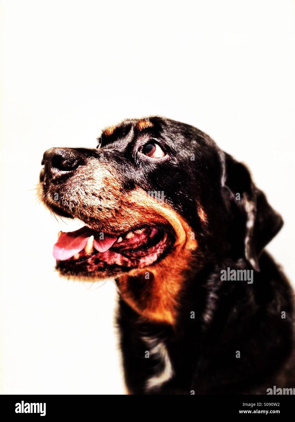 Portrait of a happy smiling Rottweiler - Smartphone Captured Stock Image