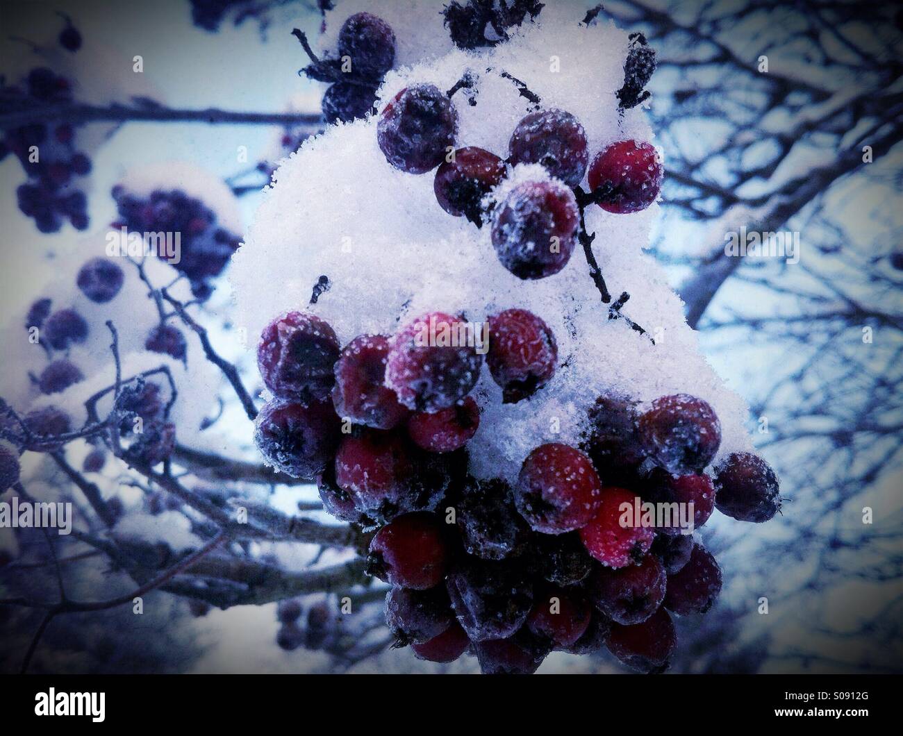 Frozen rowan berries Stock Photo