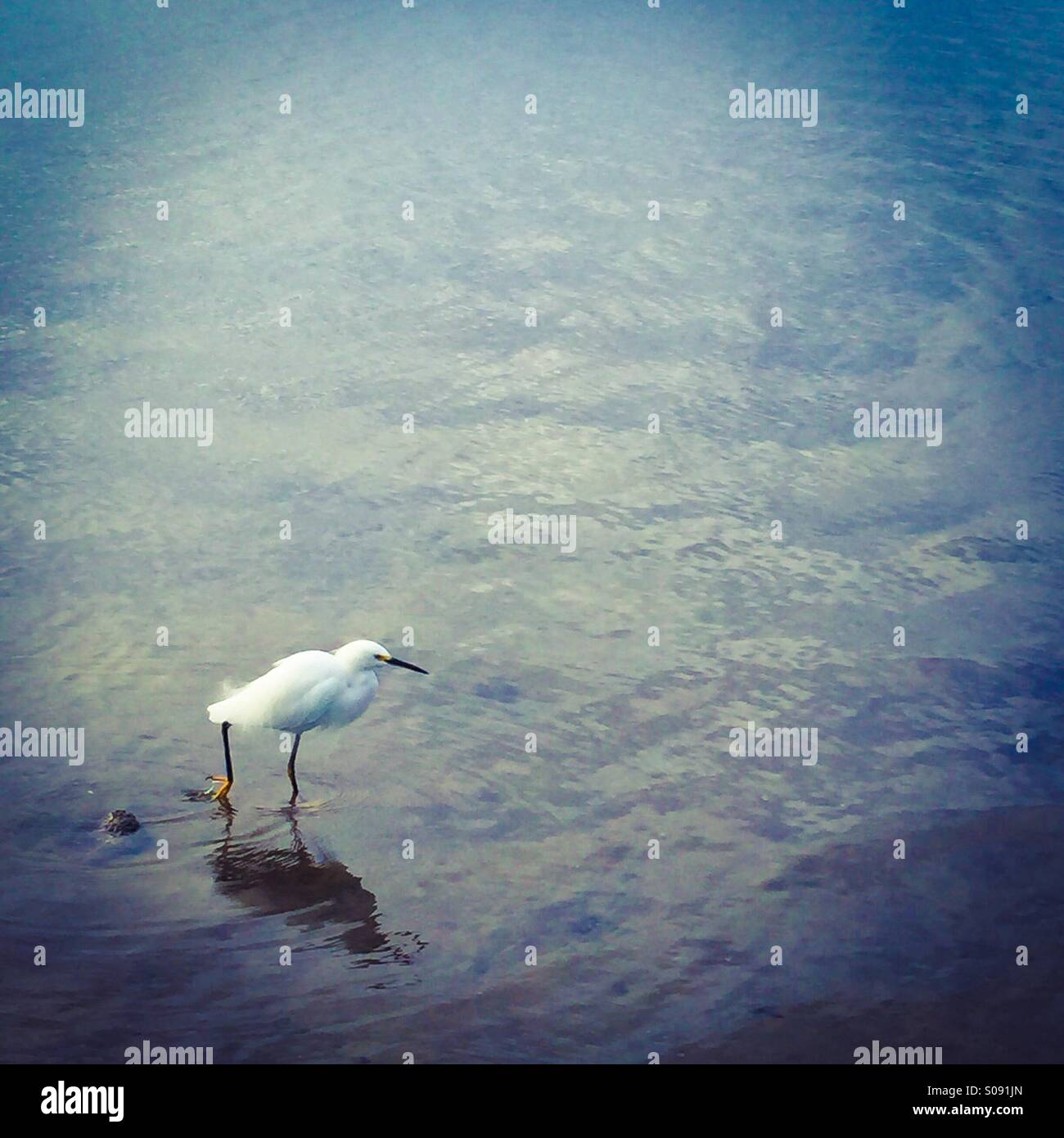 Bird in ocean - Smartphone Captured Stock Image