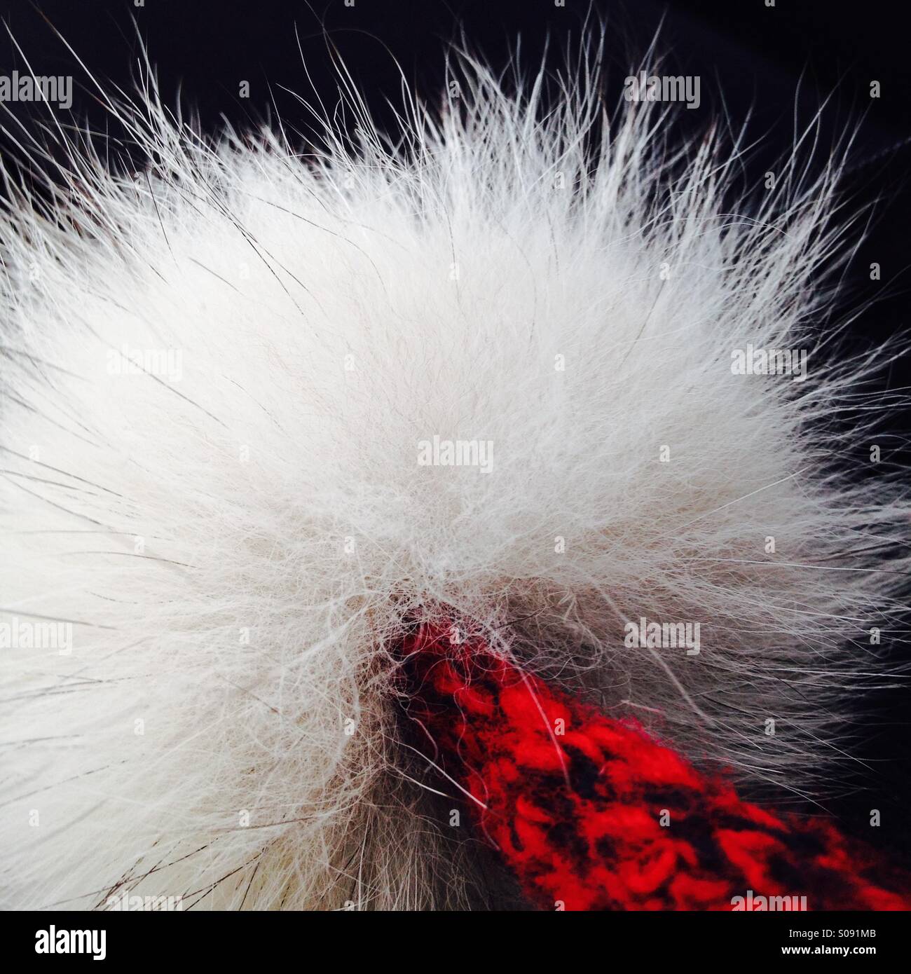 Pom-Pom - Smartphone Captured Stock Image