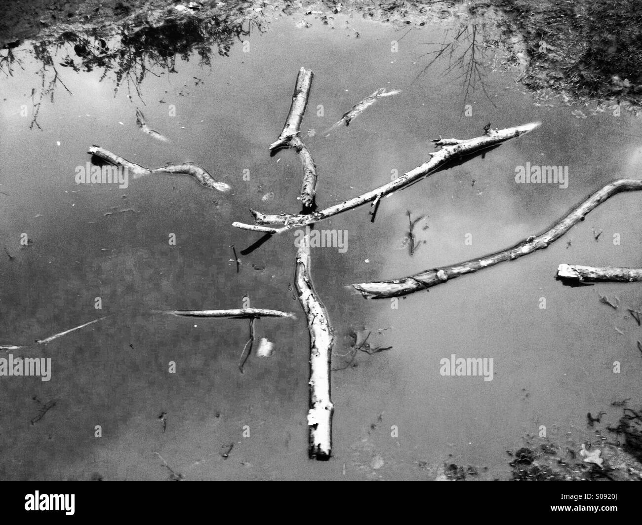 Fallen Branches of a tree in a puddle, Sutton Heath, Suffolk, UK. Stock Photo