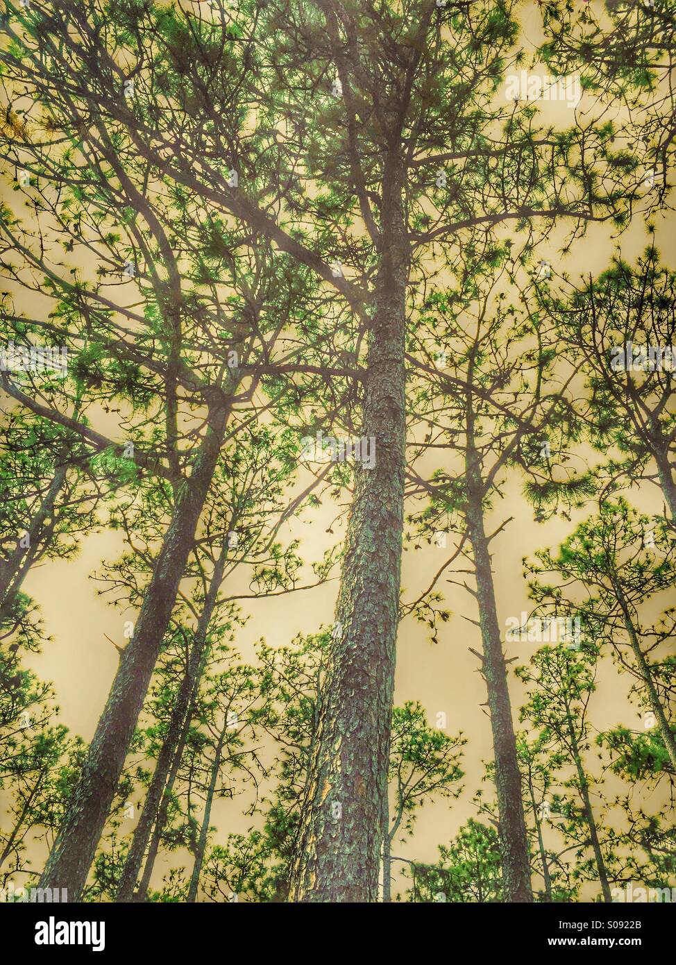 Tall pine trees hi-res stock photography and images - Alamy