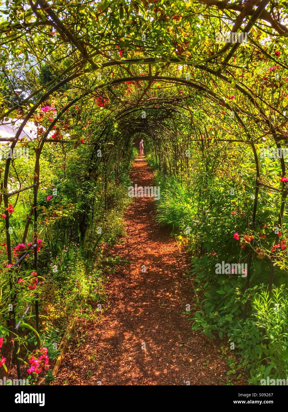 Tunnel of flowers Stock Photo Alamy
