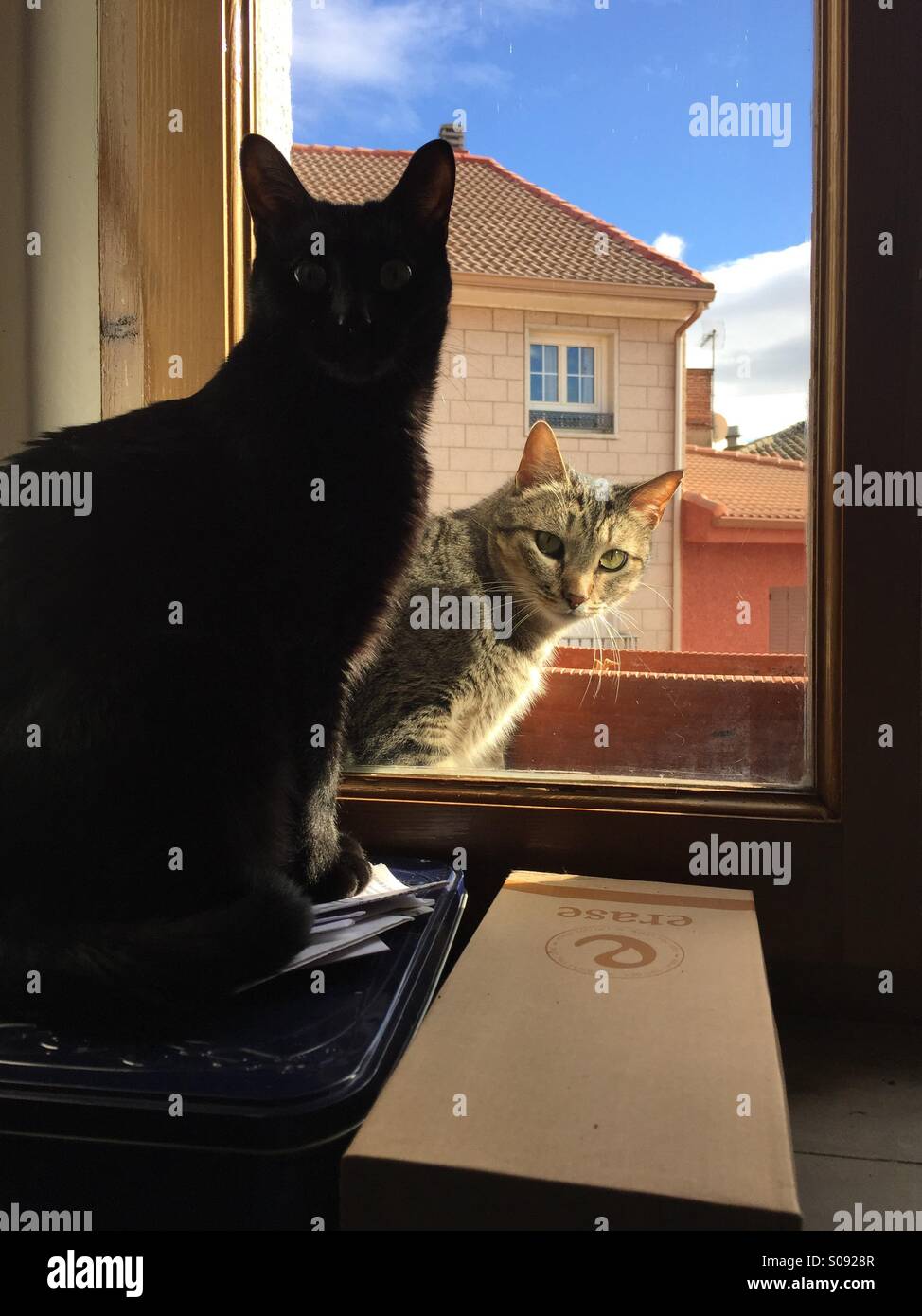 Cats are beautiful hi-res stock photography and images - Alamy