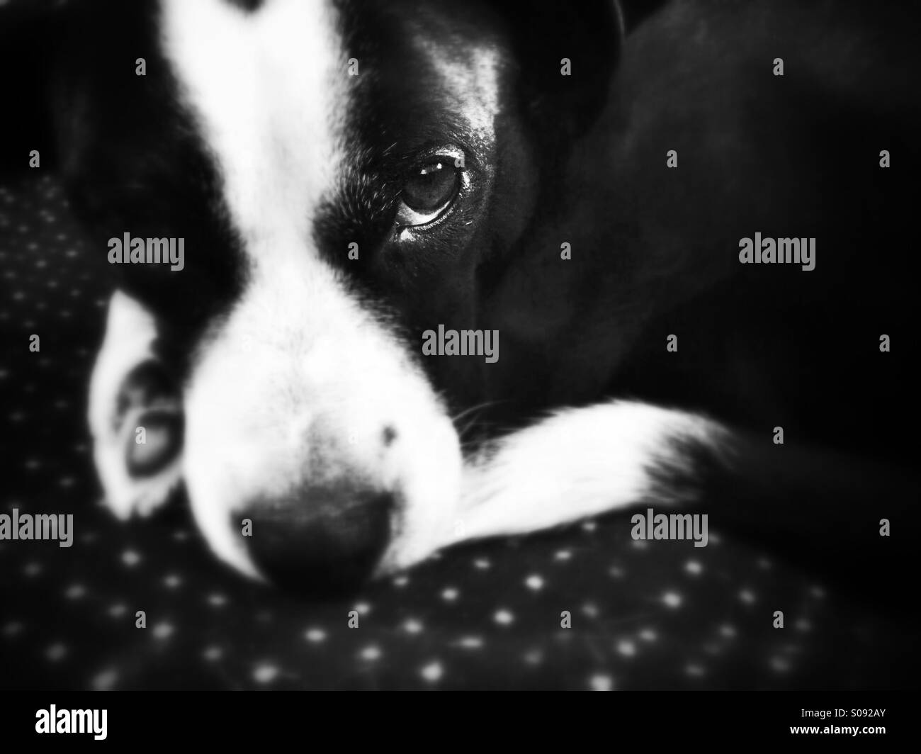 Black and white dog lying on her blanket and looking at the camera Stock Photo