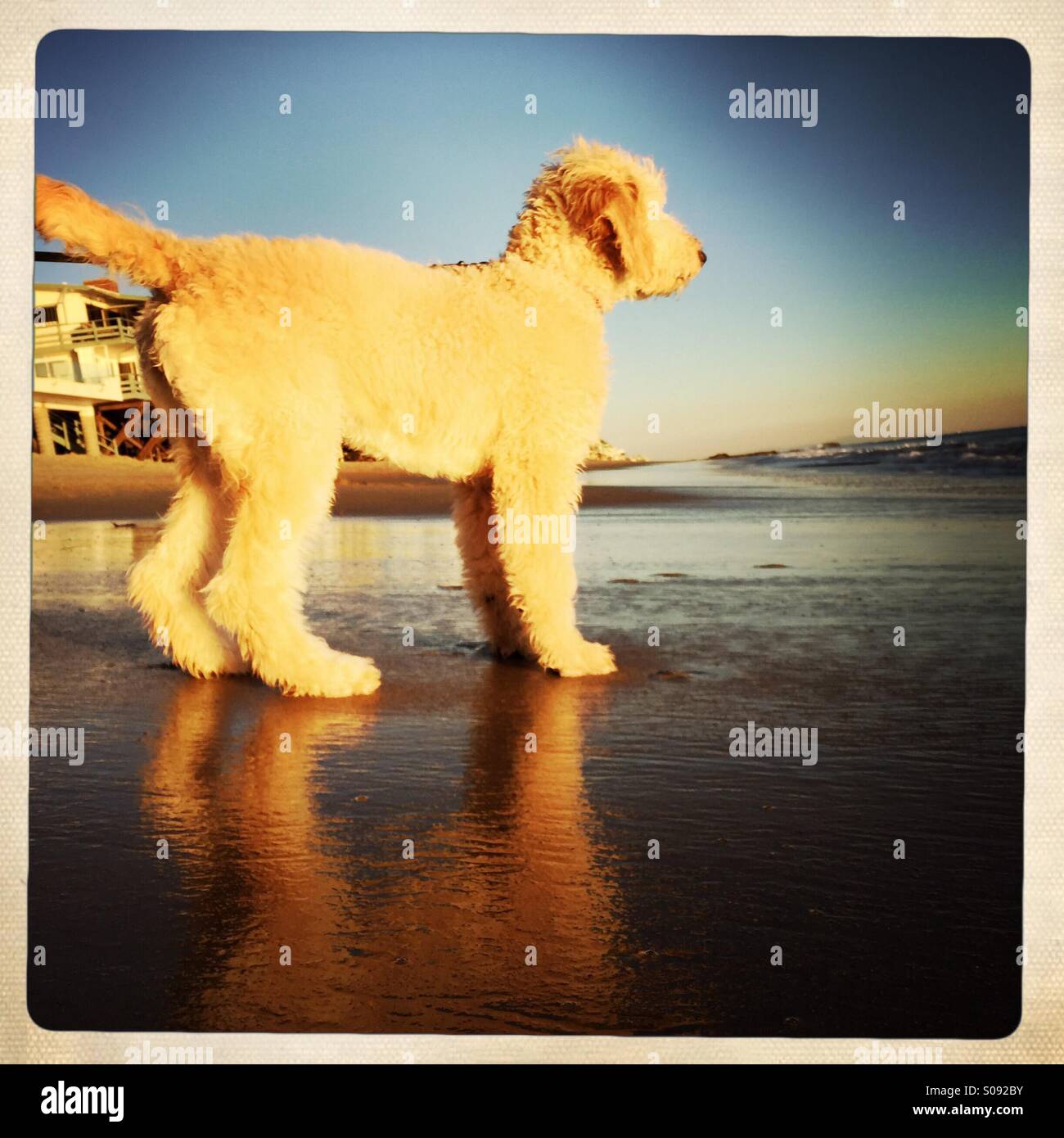 A puppy labradoodle at the beach. Malibu California USA. Stock Photo