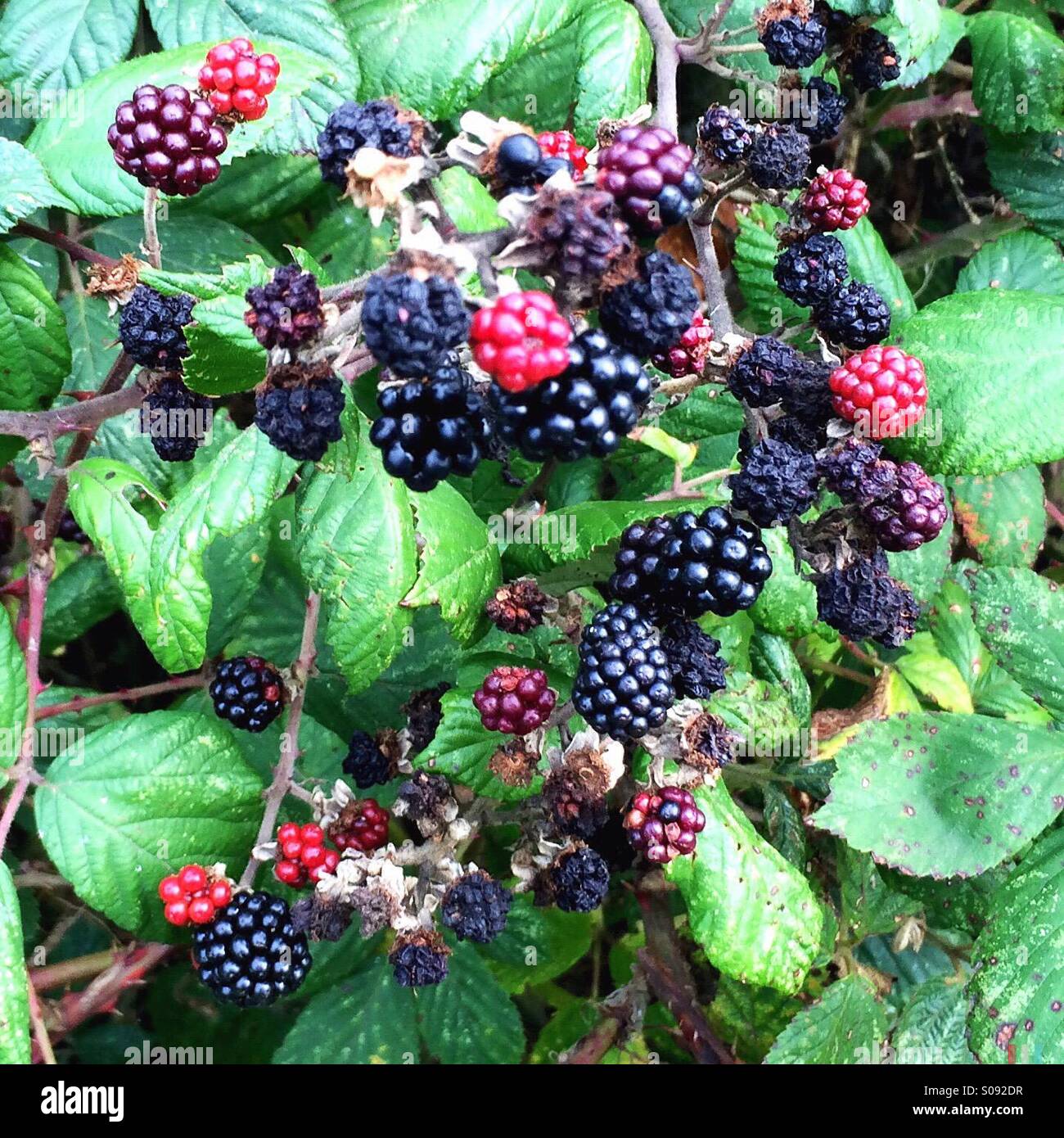 Ripe and unripe blackberries growing in a hedge Stock Photo Alamy