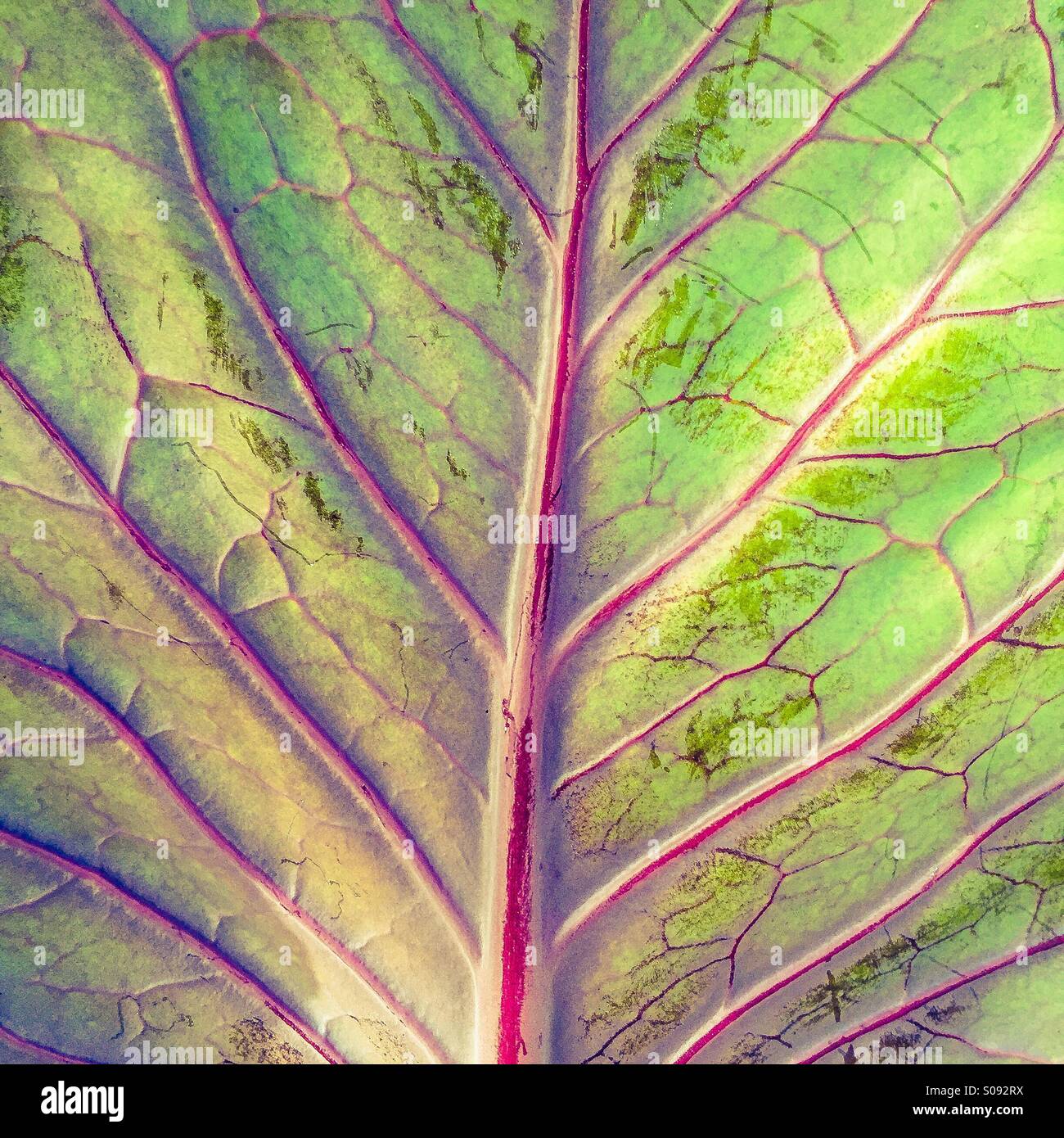 Plant veins Stock Photo