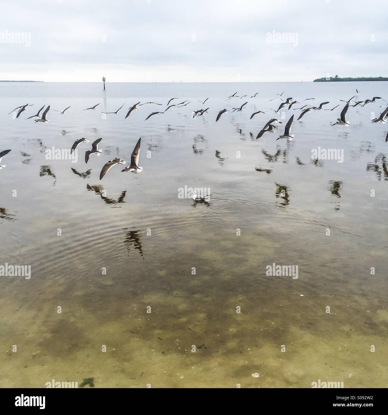 Birds flying - Smartphone Captured Stock Image