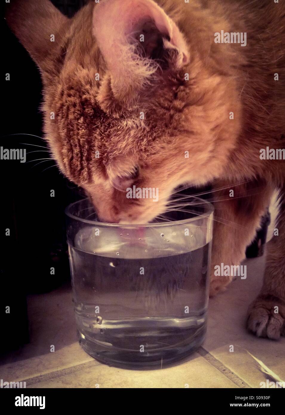 Orange tabby cat drinking water from glass. - Smartphone Captured Stock Image