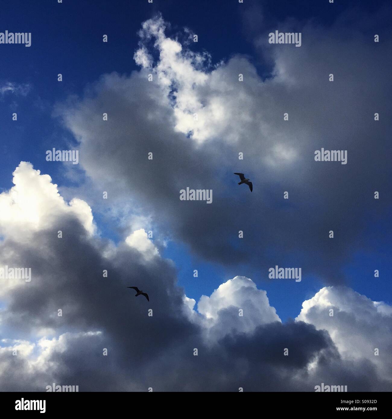 Birds against blue sky and clouds Stock Photo - Alamy